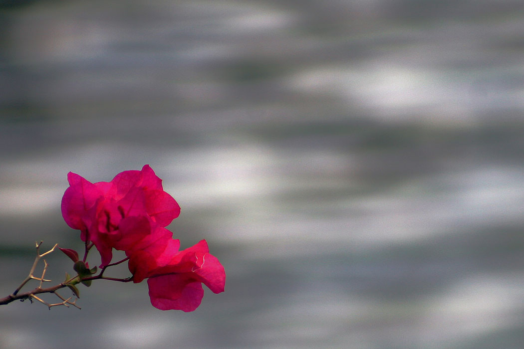 NATURE_foto_4