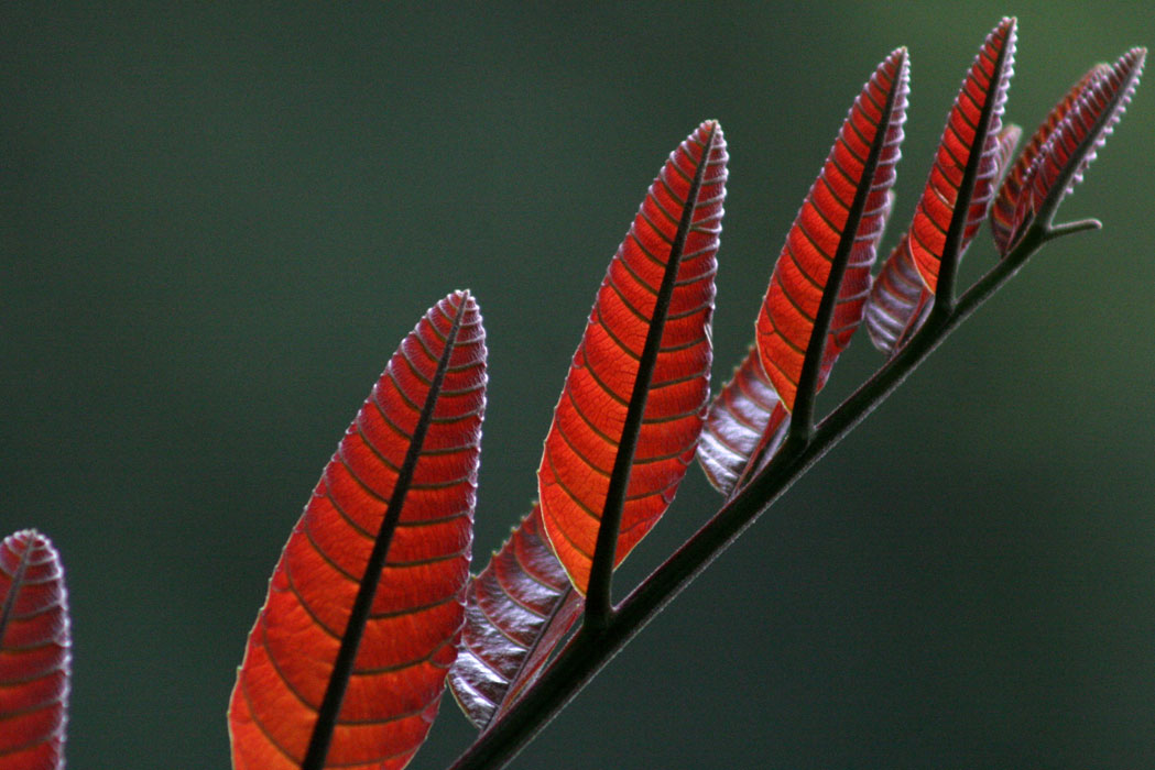 NATURE_foto_6
