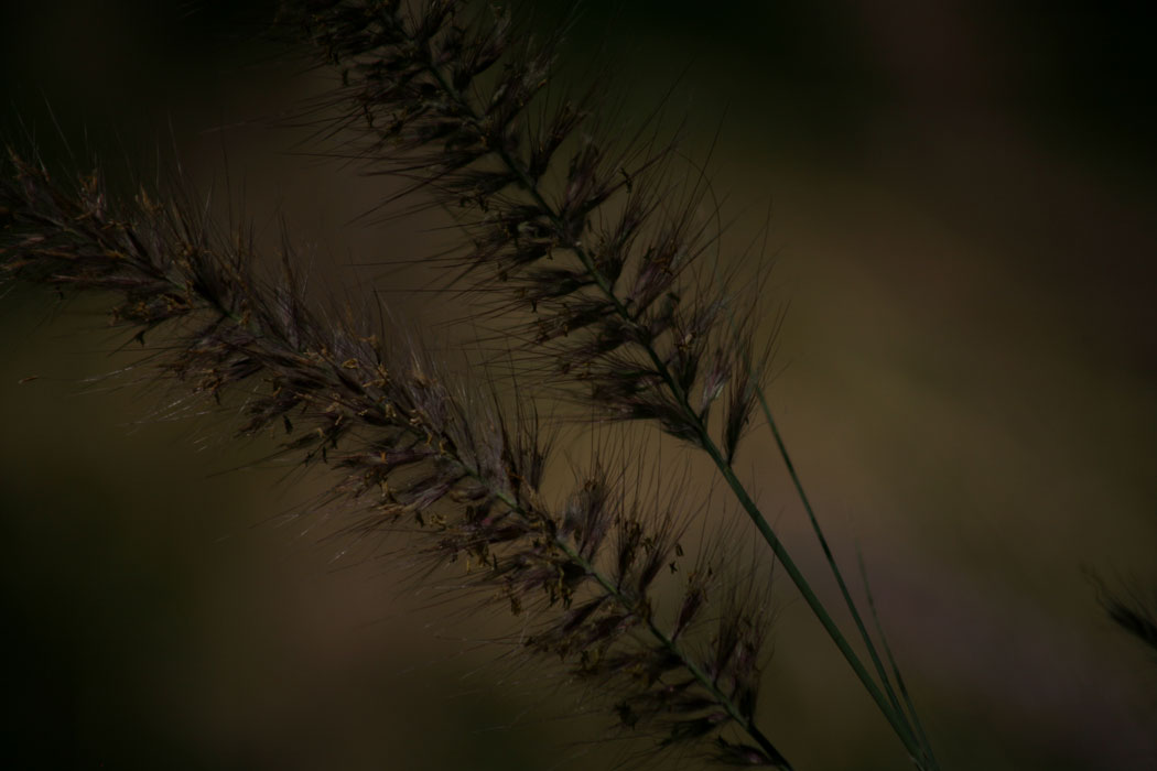 NATURE_foto_7