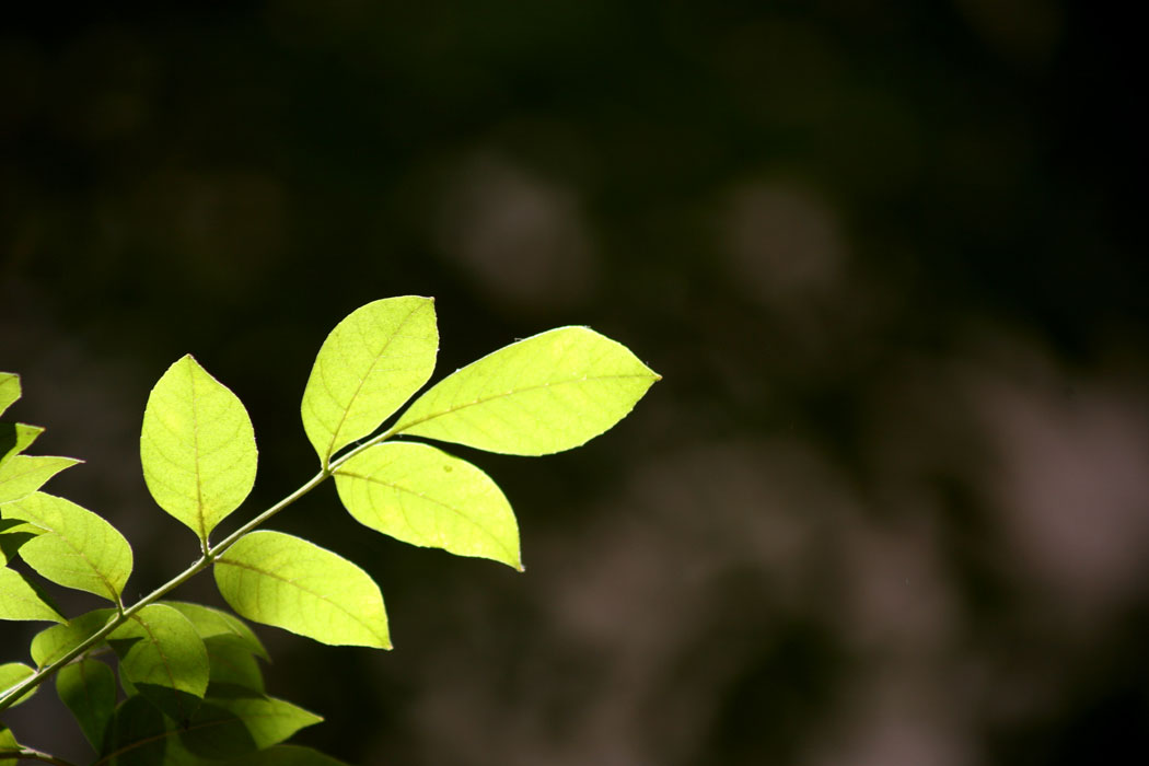 NATURE_foto_8