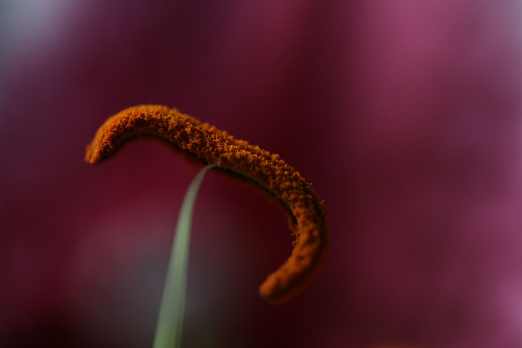 NATURE_foto_9