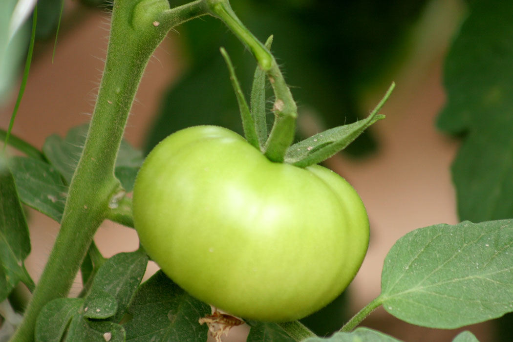 AGRONOMY_foto0