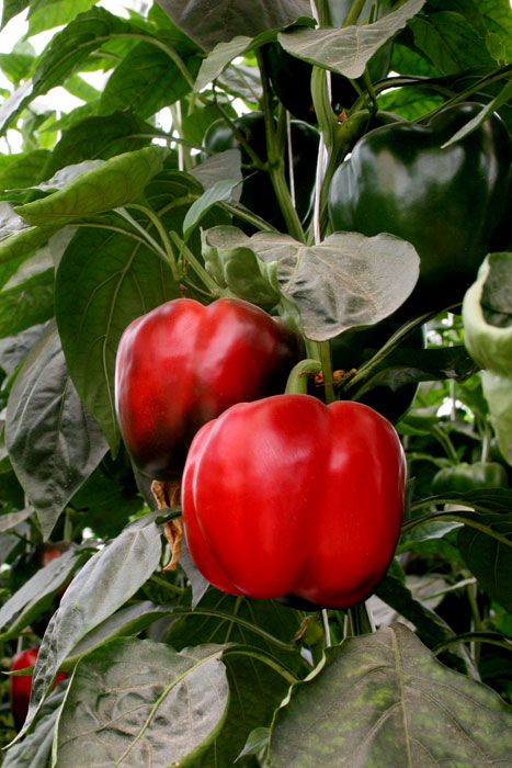 AGRONOMY_foto_6