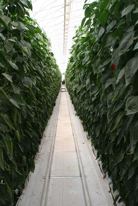 AGRONOMY_foto_7