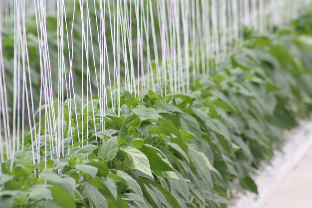 AGRONOMY_foto_8